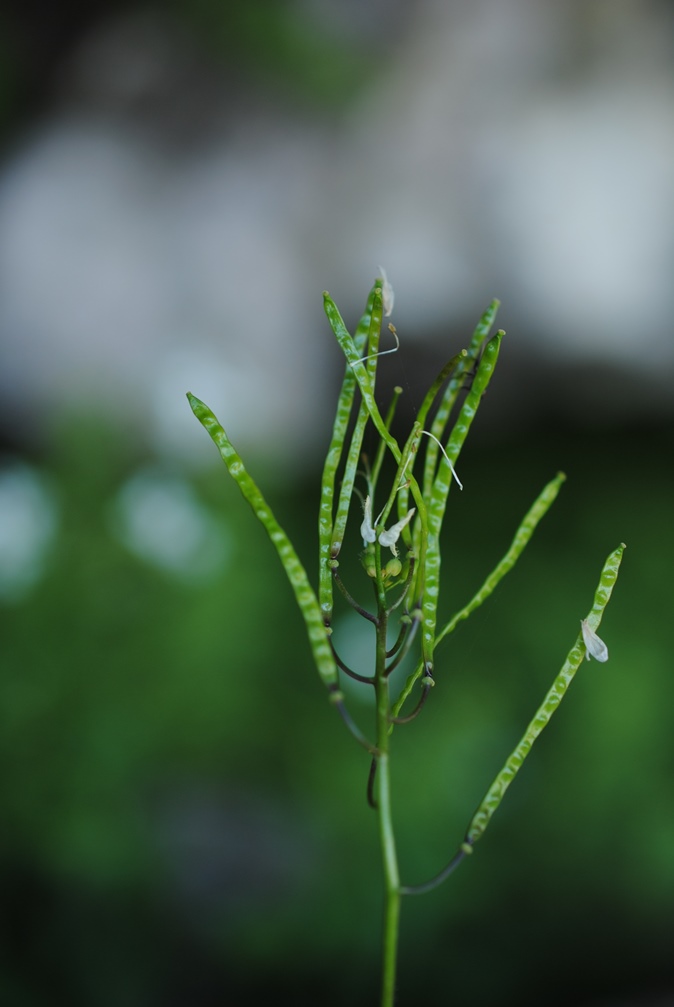 Arabis alpina subsp. caucasica / Arabetta del Caucaso