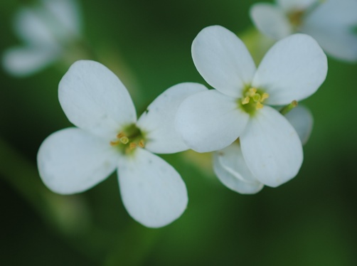 Arabis alpina subsp. caucasica / Arabetta del Caucaso