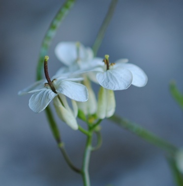 Arabis alpina subsp. caucasica / Arabetta del Caucaso