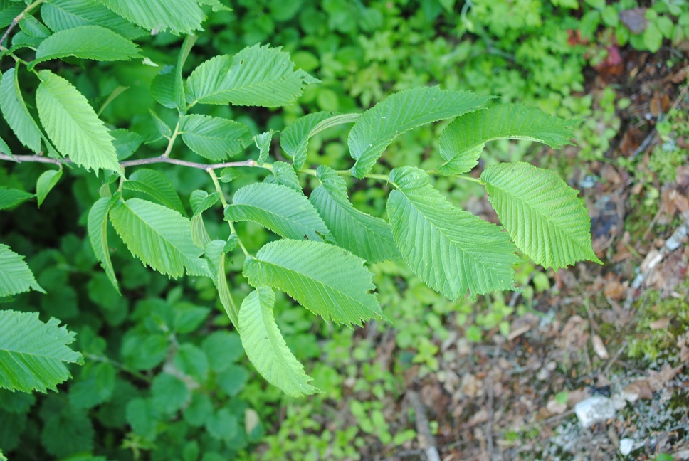 Ulmus glabra