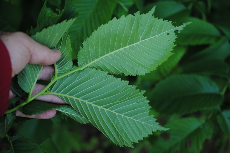 Ulmus glabra