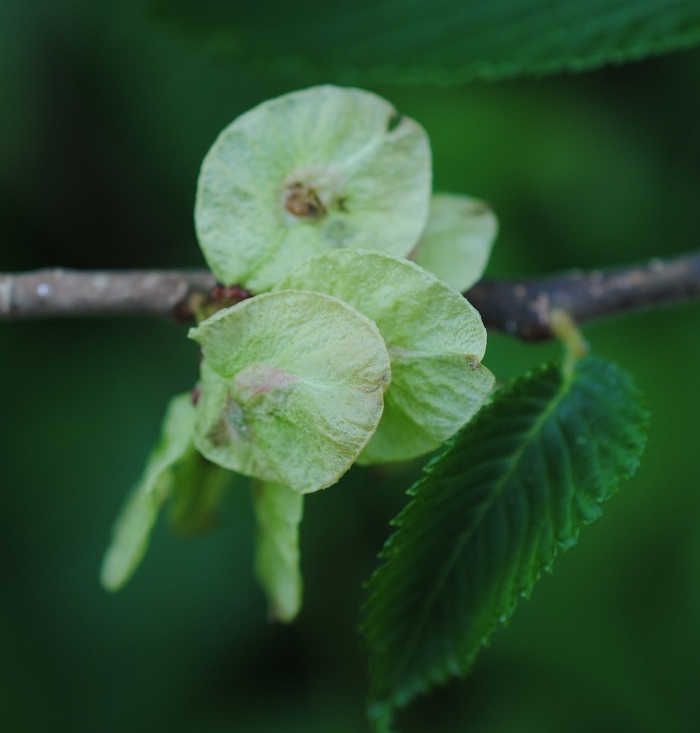 Ulmus glabra