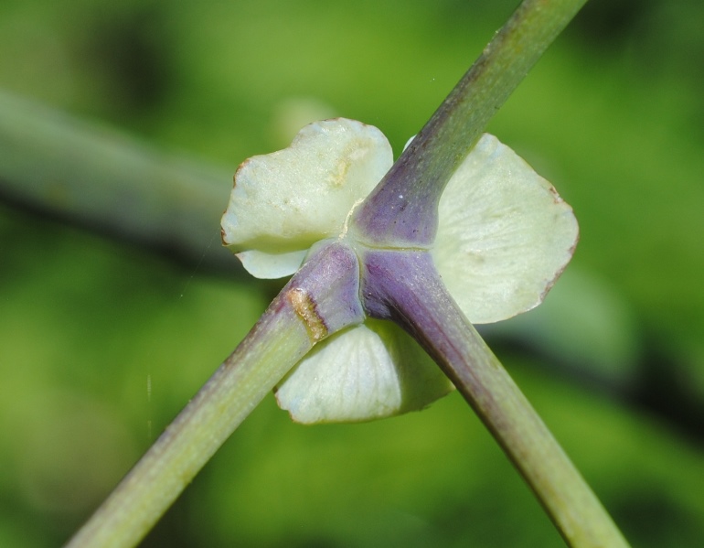 Thalictrum aquilegiifolium (Ranunculaceae)