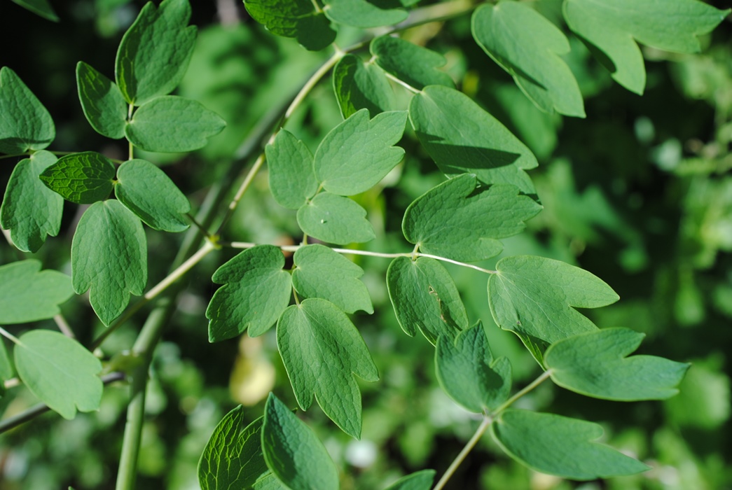 Thalictrum aquilegiifolium (Ranunculaceae)