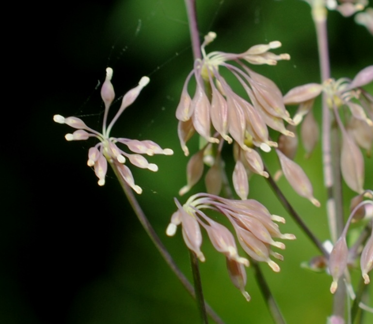 Thalictrum aquilegiifolium (Ranunculaceae)