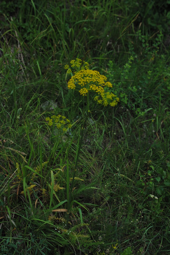 Thapsia asclepium (=Elaeoselinum asclepium) / Eleoselino