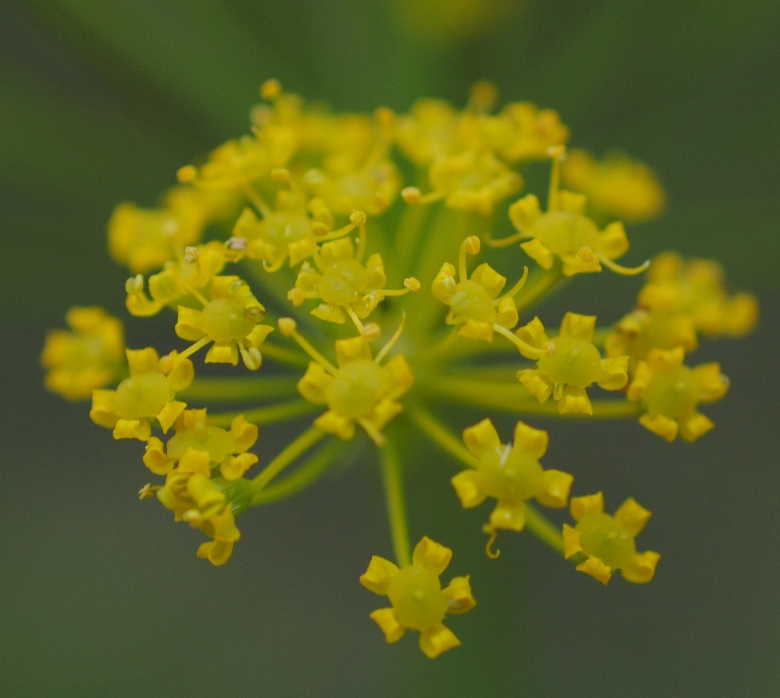 Thapsia asclepium (=Elaeoselinum asclepium) / Eleoselino