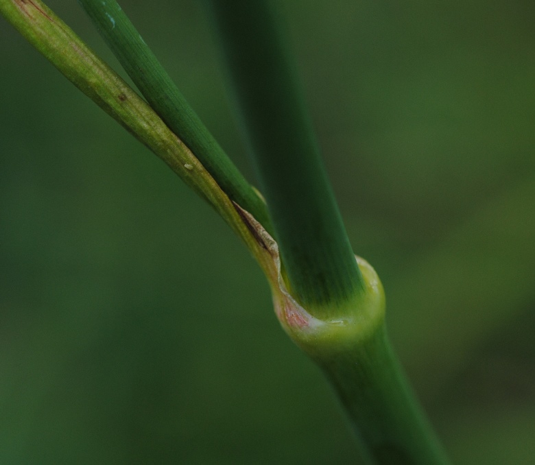 Thapsia asclepium (=Elaeoselinum asclepium) / Eleoselino