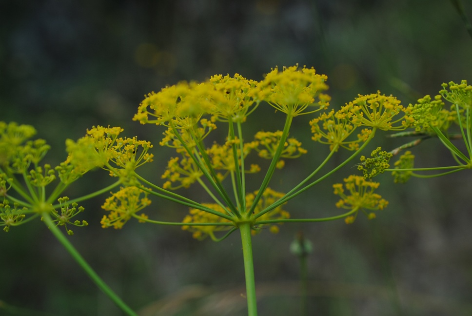 Thapsia asclepium (=Elaeoselinum asclepium) / Eleoselino