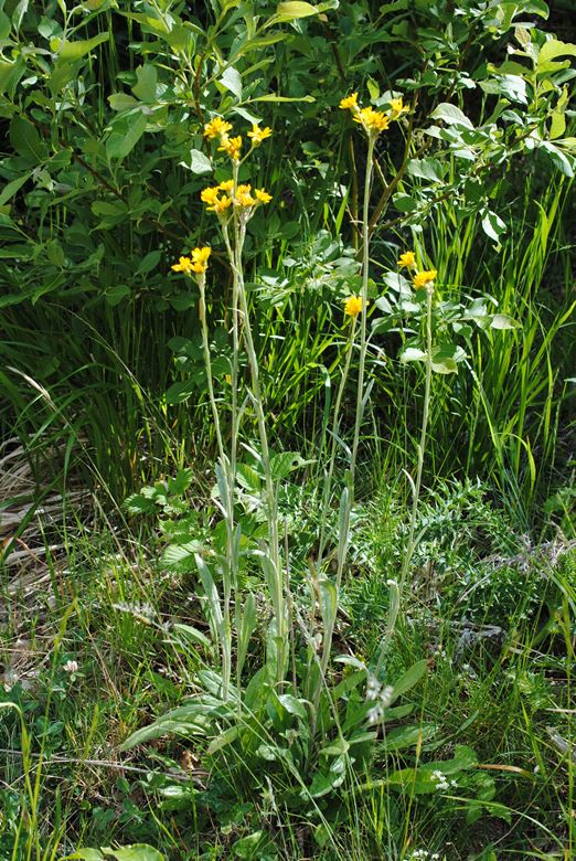 Tephroseris integrifolia / Senecione rosulato