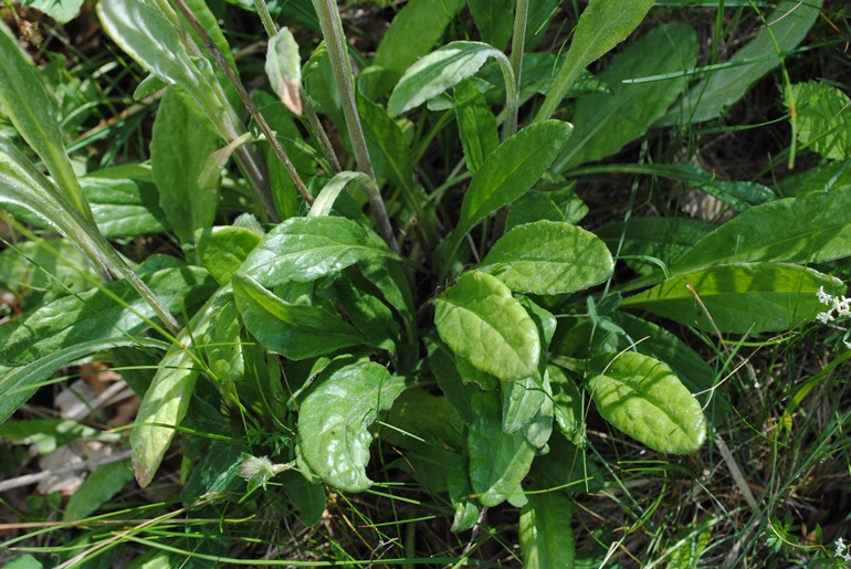 Tephroseris integrifolia / Senecione rosulato