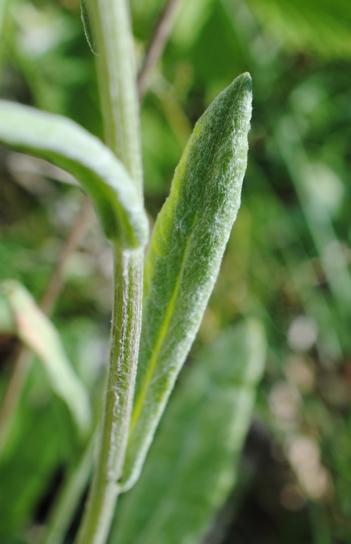 Tephroseris integrifolia / Senecione rosulato