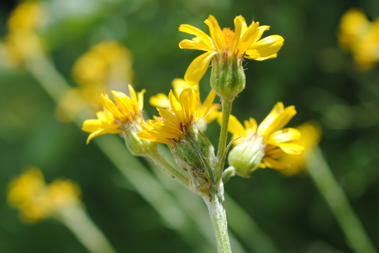 Tephroseris integrifolia / Senecione rosulato