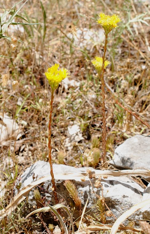 Petrosedum rupestre (=Sedum rupestre) / Borracina rupestre