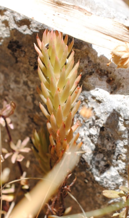 Petrosedum rupestre (=Sedum rupestre) / Borracina rupestre