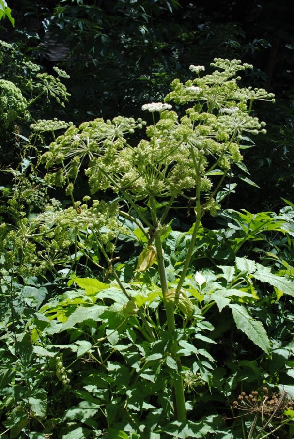 Angelica sylvestris