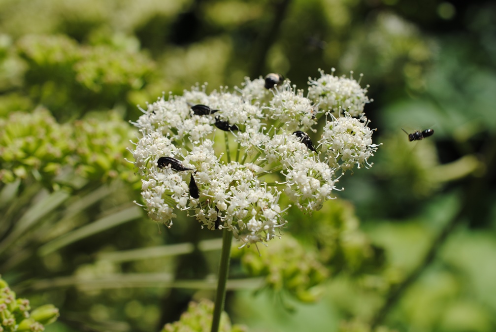 Angelica sylvestris