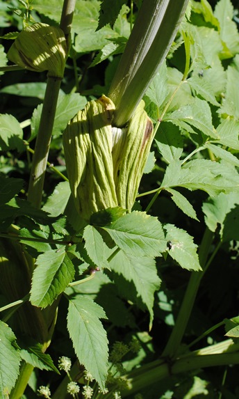 Angelica sylvestris