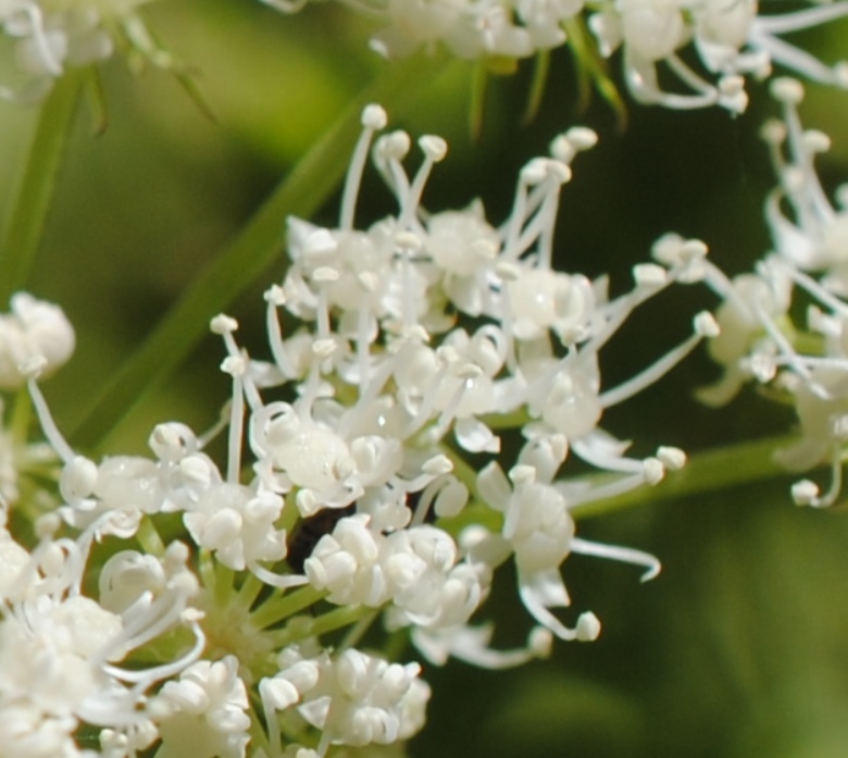 Angelica sylvestris