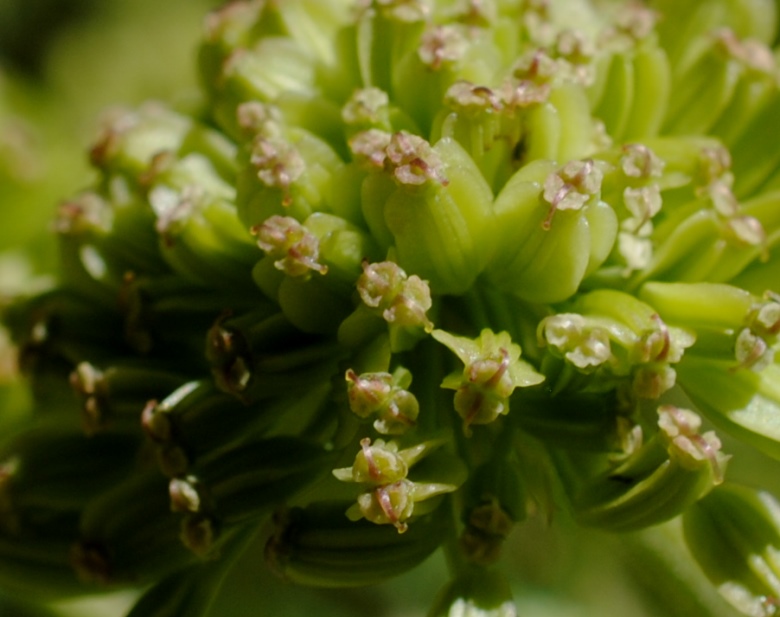 Angelica sylvestris