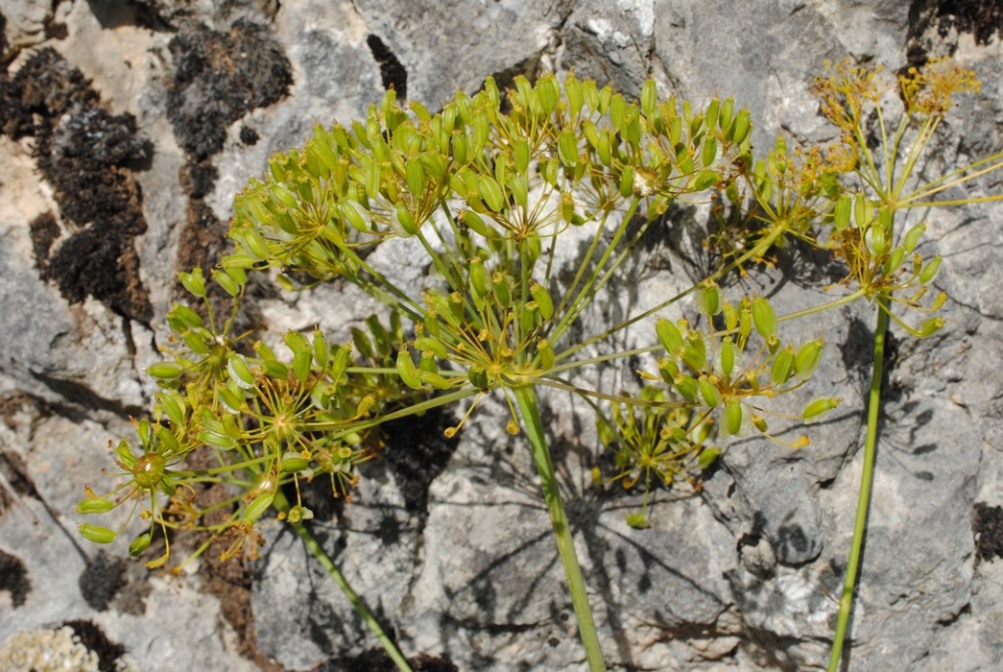 Thapsia asclepium (=Elaeoselinum asclepium) / Eleoselino