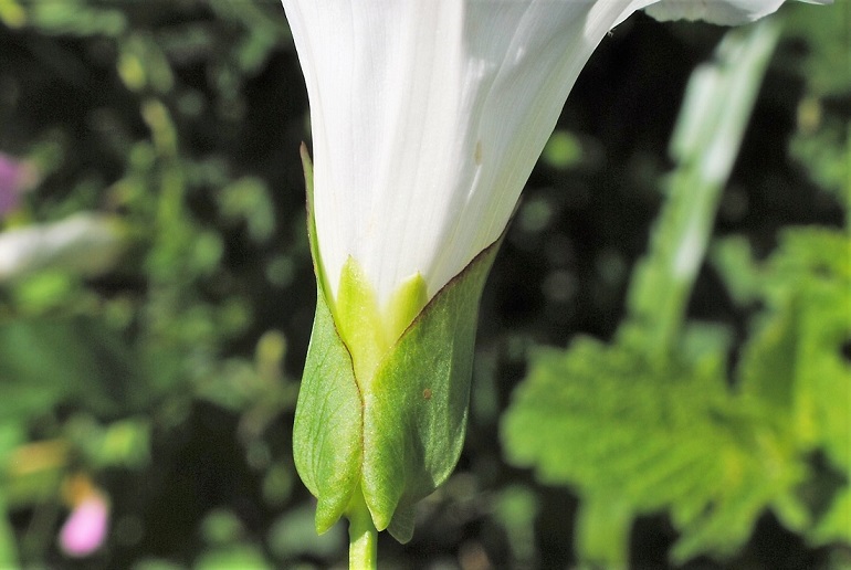 Convolvulus sepium (=Calystegia sepium)