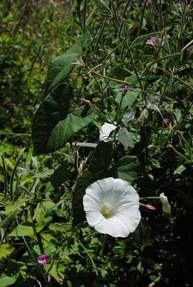 Convolvulus sepium (=Calystegia sepium)