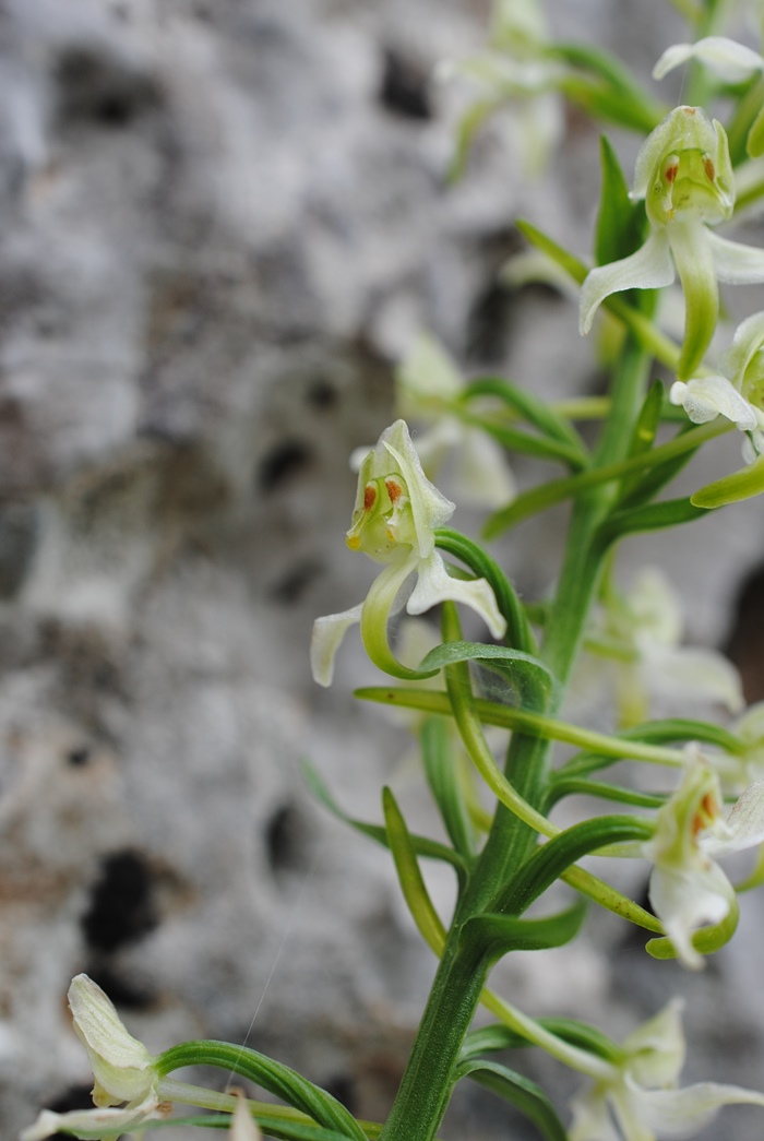 Platanthera chlorantha