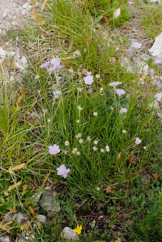 Lomelosia graminifolia