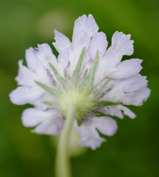 Lomelosia graminifolia