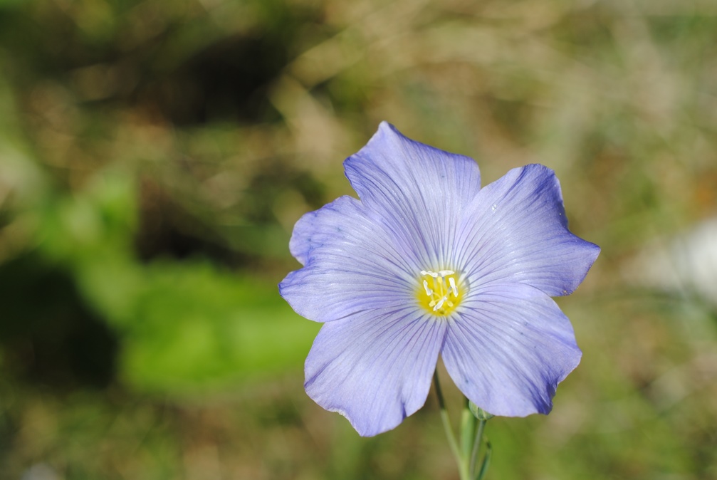 Conferma per Linum alpinum