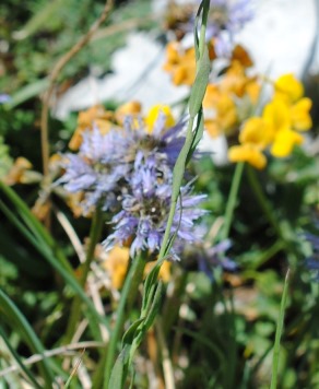 Conferma per Linum alpinum