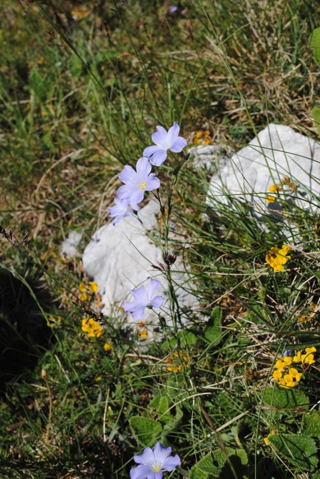 Conferma per Linum alpinum