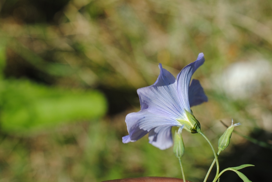 Conferma per Linum alpinum