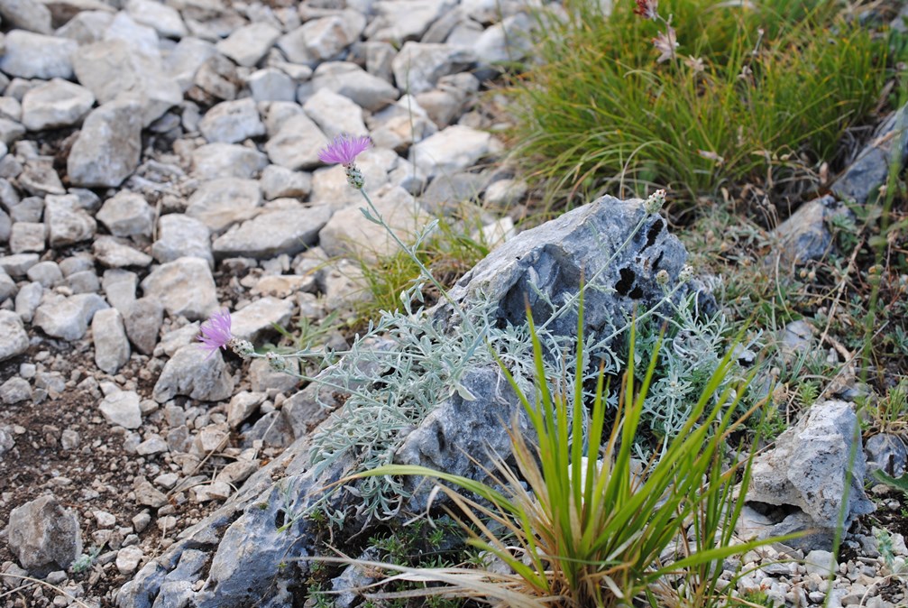 Centaurea tenoreana / Fiordaliso della Majella