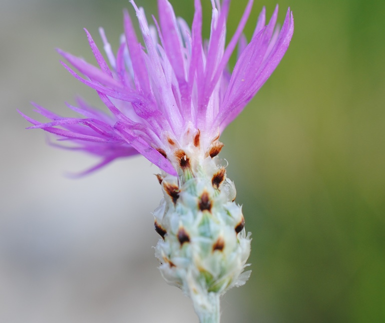 Centaurea tenoreana / Fiordaliso della Majella