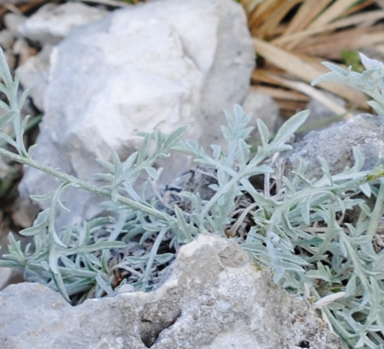 Centaurea tenoreana / Fiordaliso della Majella