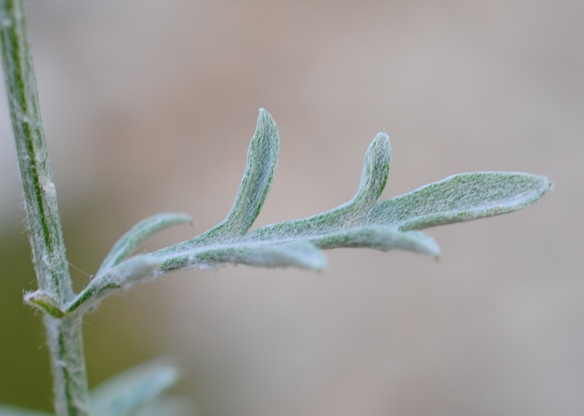 Centaurea tenoreana / Fiordaliso della Majella