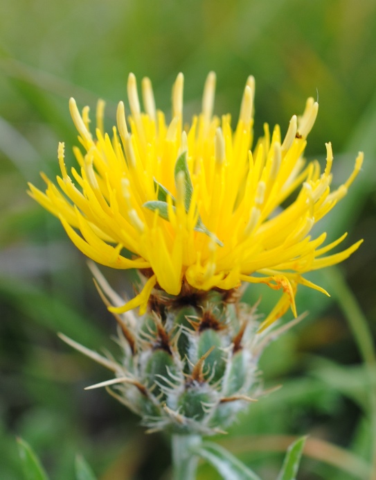 Centaurea ceratophylla / Fiordaliso a foglie cornee