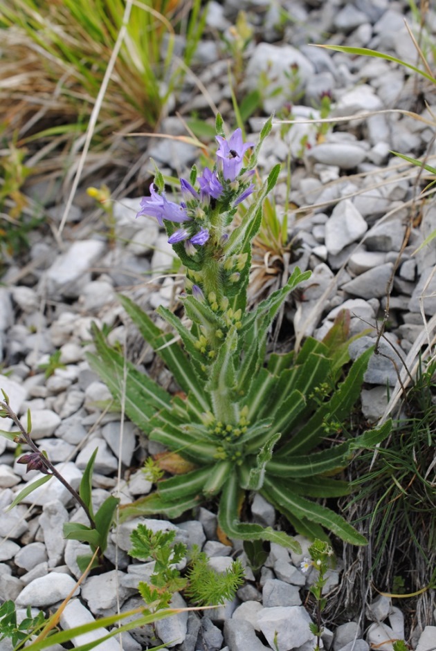 Ovviamente Campamula spicata..