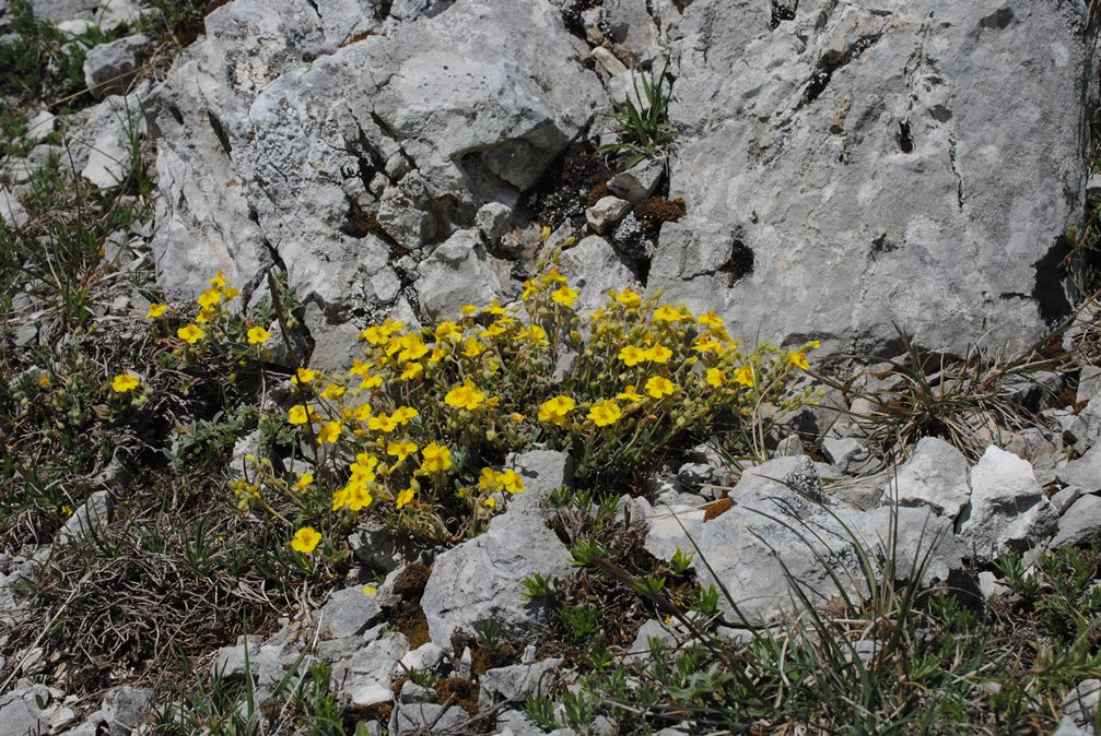 Helianthemum oleandicum?