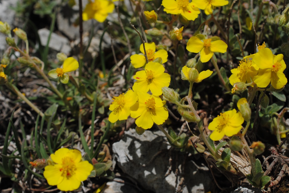 Helianthemum oleandicum?