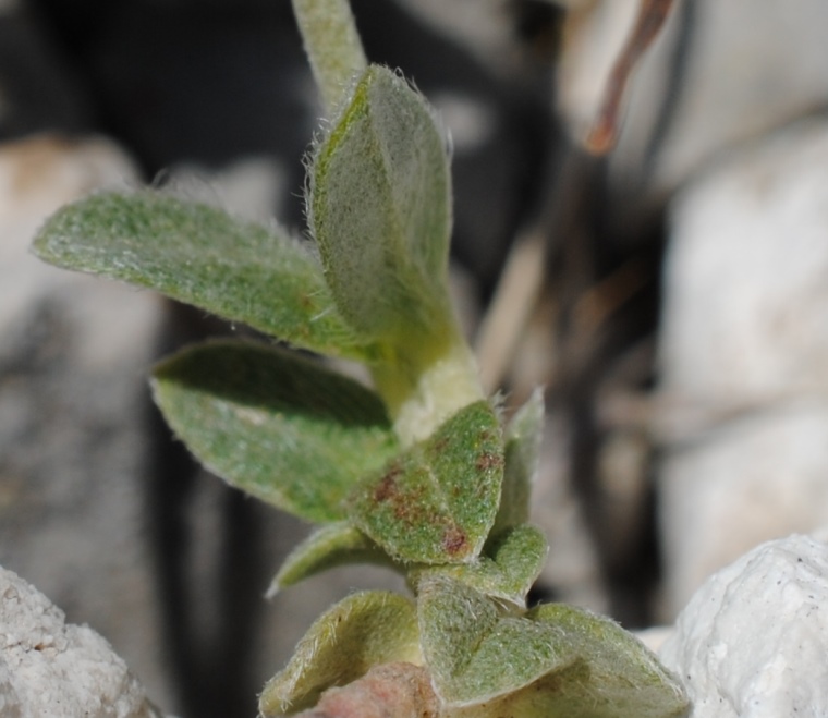 Helianthemum oleandicum?