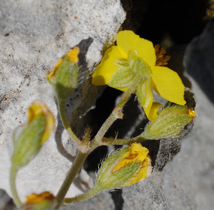 Helianthemum oleandicum?