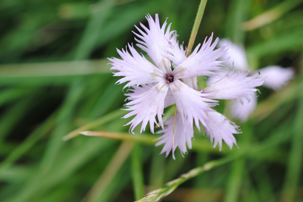 Dianthus monspessulanus