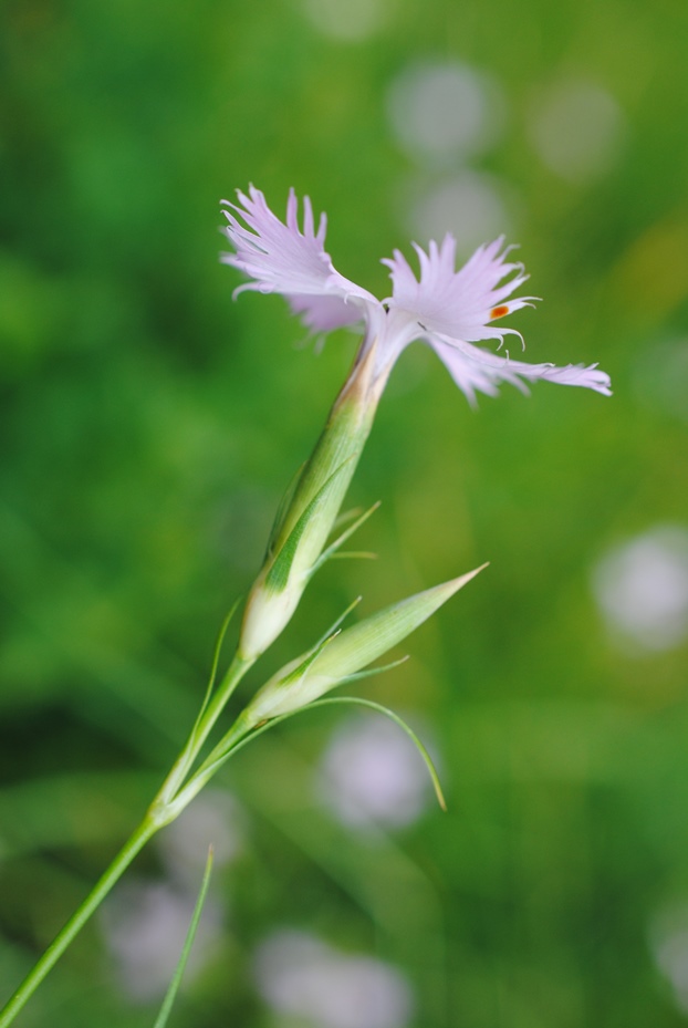 Dianthus monspessulanus