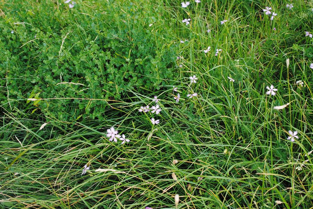 Dianthus monspessulanus