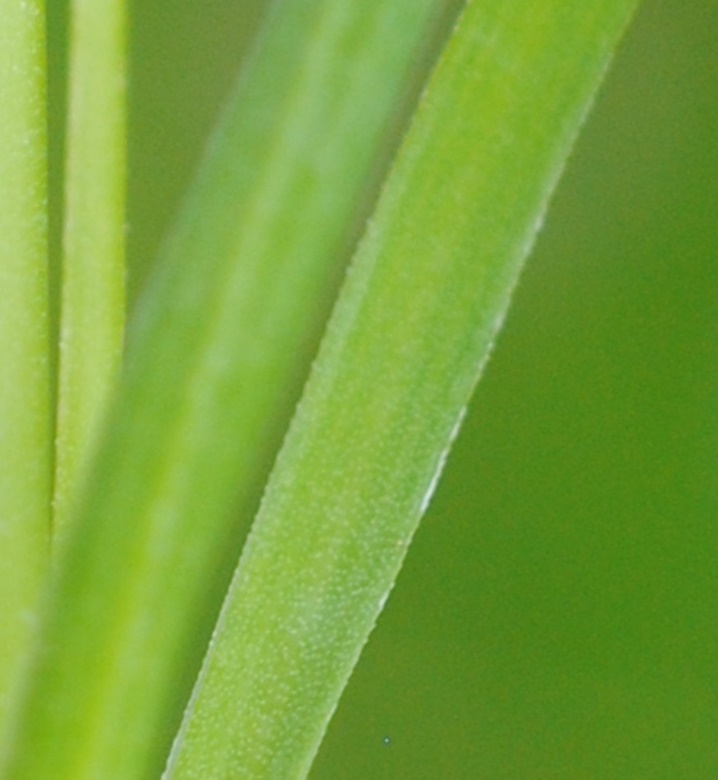 Dianthus monspessulanus