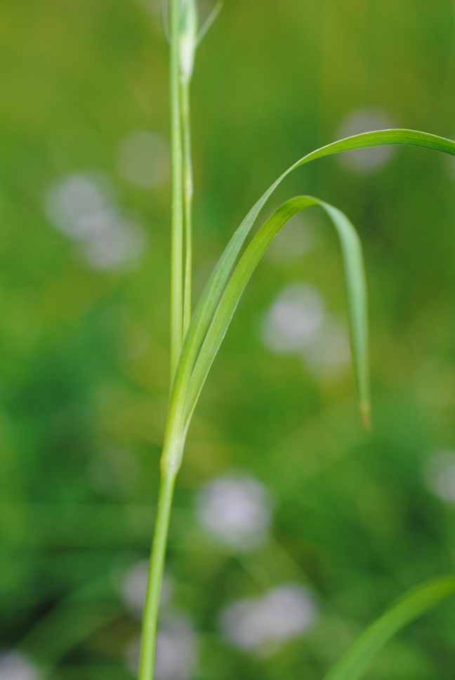 Dianthus monspessulanus