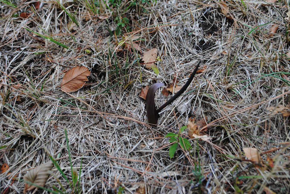 Biarum tenuifolium?